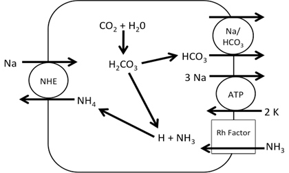 Figure 2. Working Model of Na+ absorption. NH3 is taken into the cell via Rh factor proteins where it combines with H+ from carbonic acid in the cell making NH4+. The NH4+ is used to in place of H+ in NHE allowing Na+ uptake into the cell.